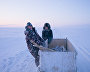 They leave the burbot they catch near ice holes to feed the Arctic foxes