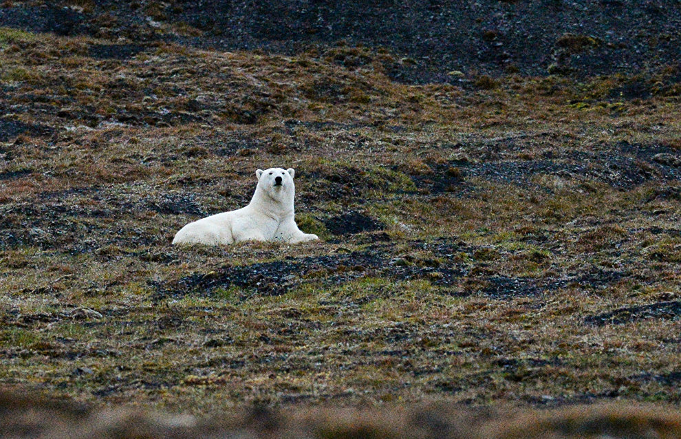 Chukotka: Monitoring of polar bears using SMART system