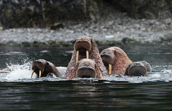 Yamal to create Tiutei-Yakhinsky Nature Sanctuary for unique walrus rookery