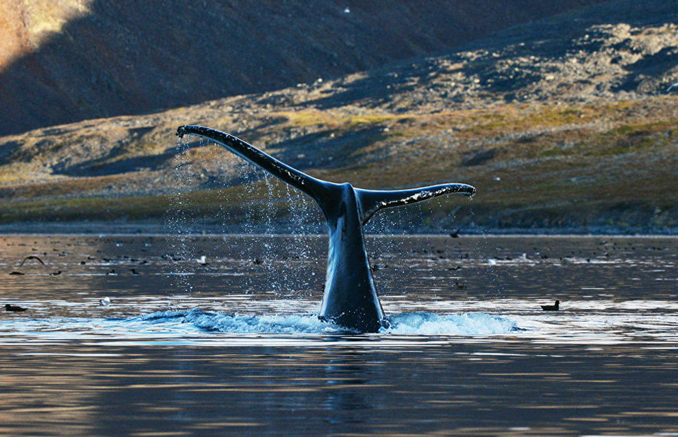 На Чукотке изучат, как горбатые киты реагируют на судовой шум