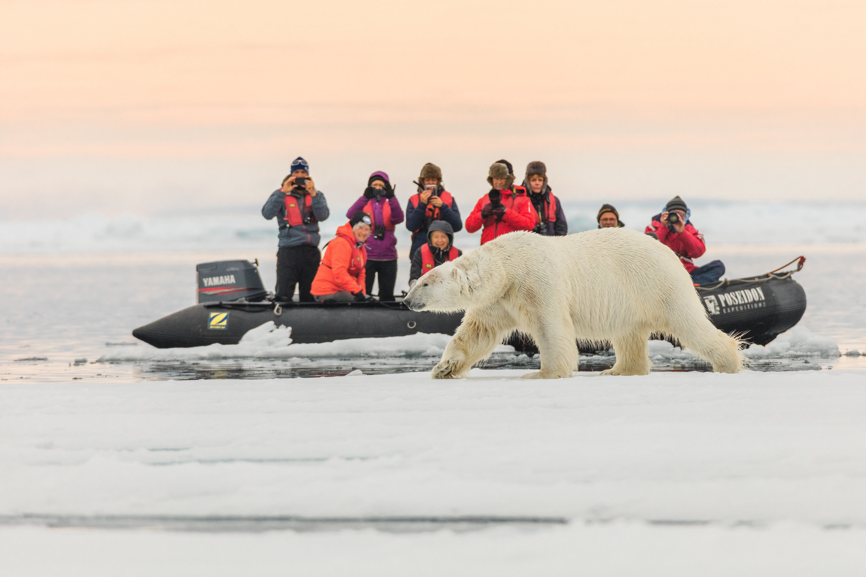 Tourists take pictures of a polar bear at Russian Arctic National Park on Franz Josef Land