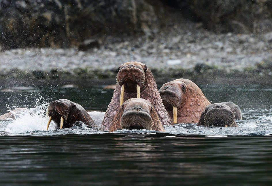 Walruses in Senyavin Strait near Yttygran Island in the Chukotka Autonomous Area
