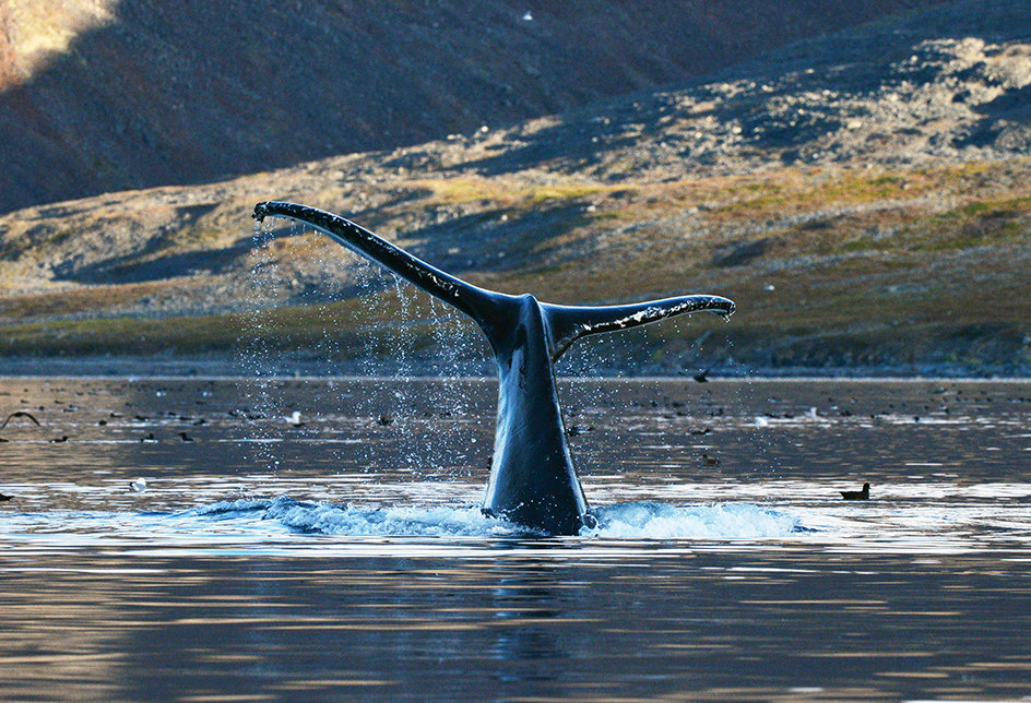 A gray whale in Senyavin Strait near Yttygran Island in the Chukotka Autonomous Area