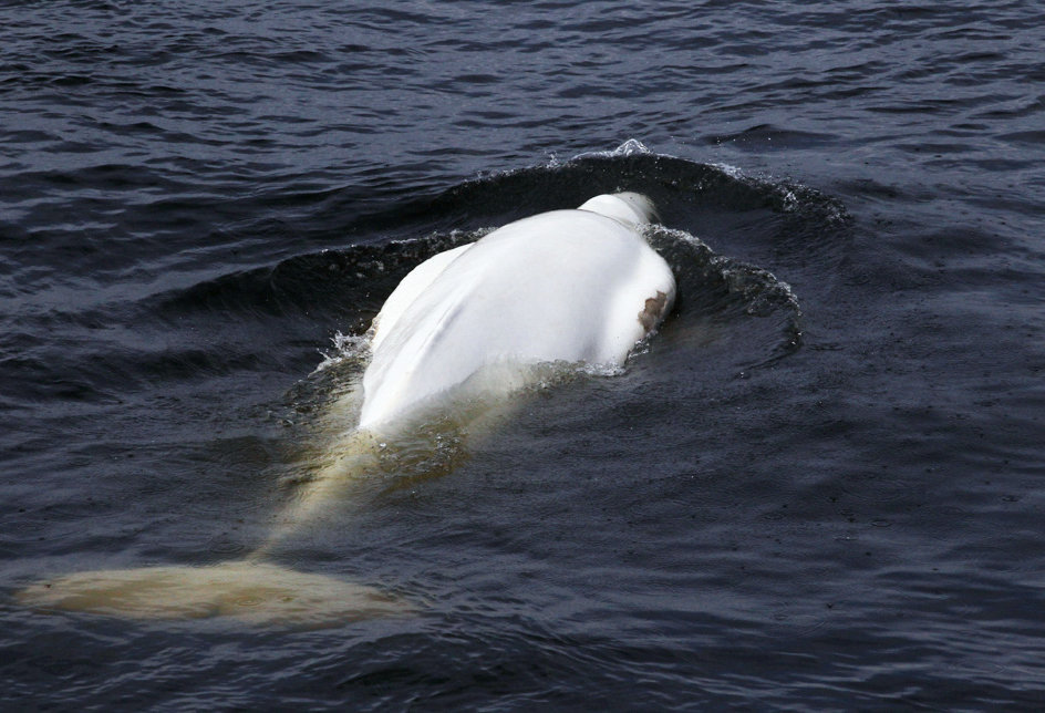 A white whale near Anadyr seaport’s waterfront in the Chukotka Autonomous Area