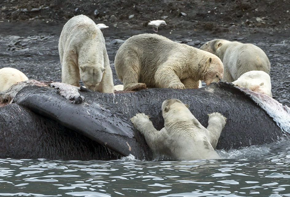Bears on Wrangel Island in the Chukotka Autonomous Area