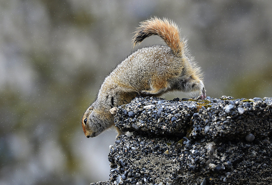 An Alaskan ground squirrel on Cape Dezhnyov in the Chukotka Autonomous Area