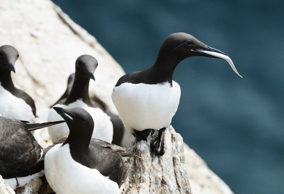 Thick-billed guillemots at a bird colony on Kolyuchin Island in the Chukotka Autonomous Area