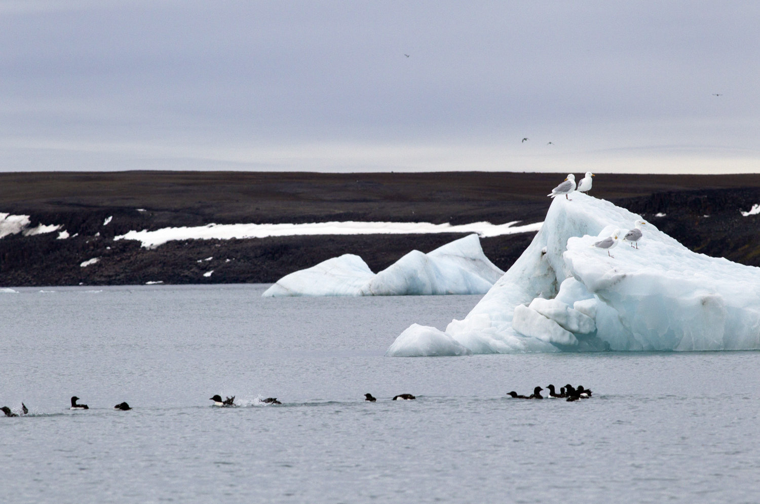 An iceberg in Tikhaya Harbor near Russian Arctic National Park on Franz Josef Land 