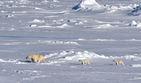 Учёные на Ямале надели спутниковые ошейники на белых медведей для изучения климата