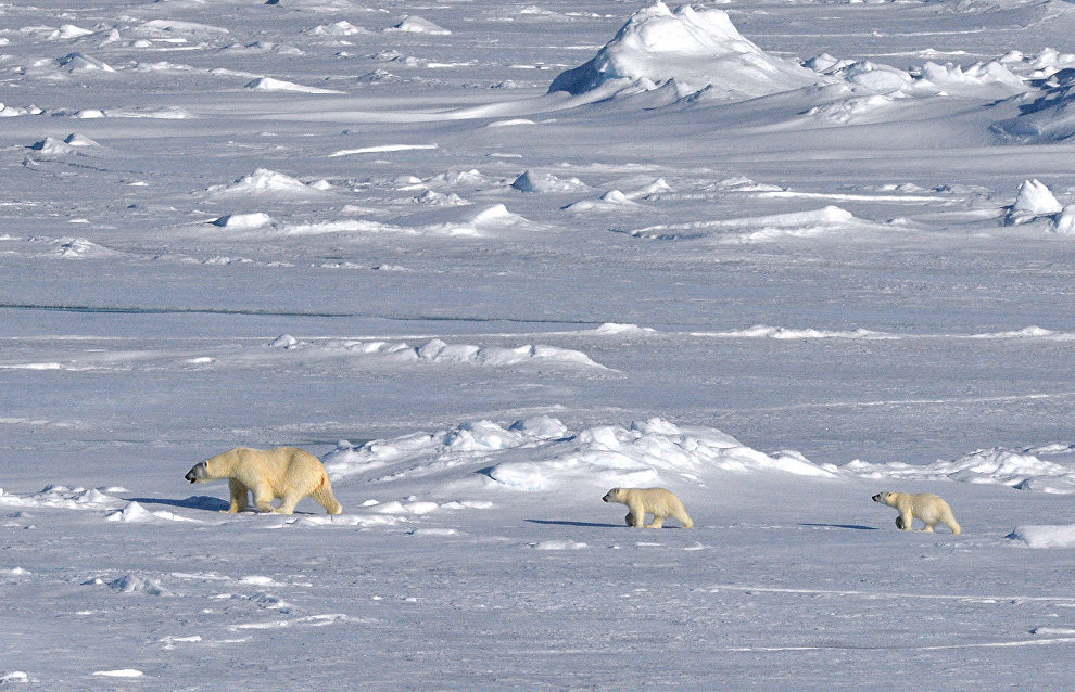 Russia to count polar bears for the first time