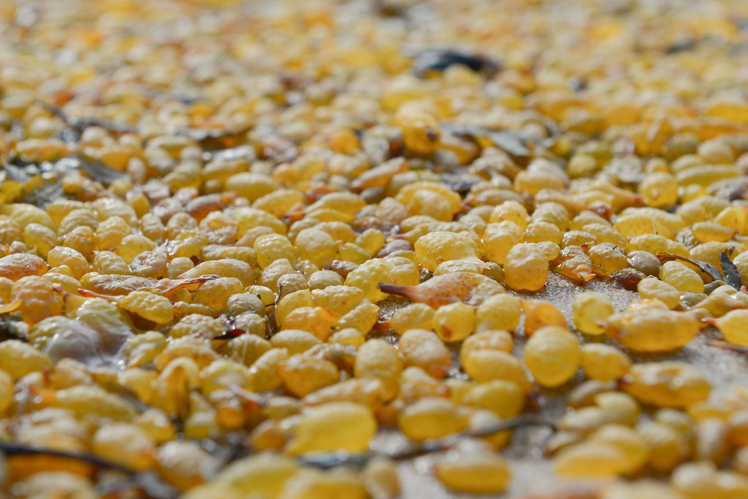 Fucus vesiculosus, commonly known as bladder wrack