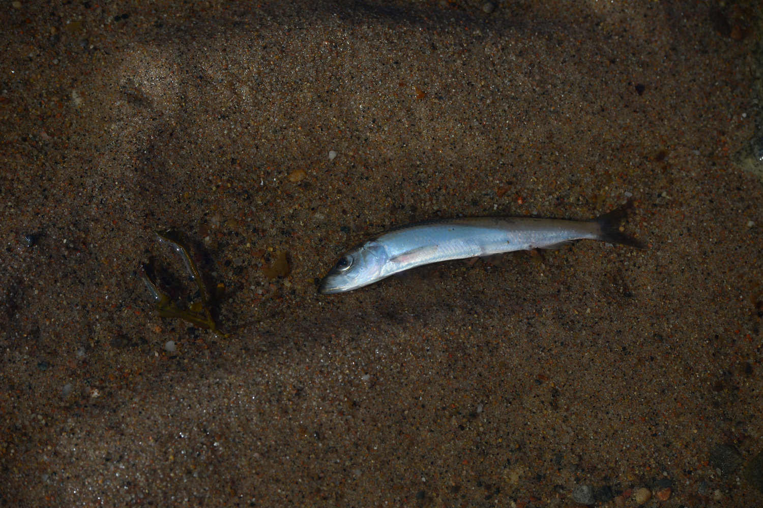 A herring landed on the shore of Onega Bay
