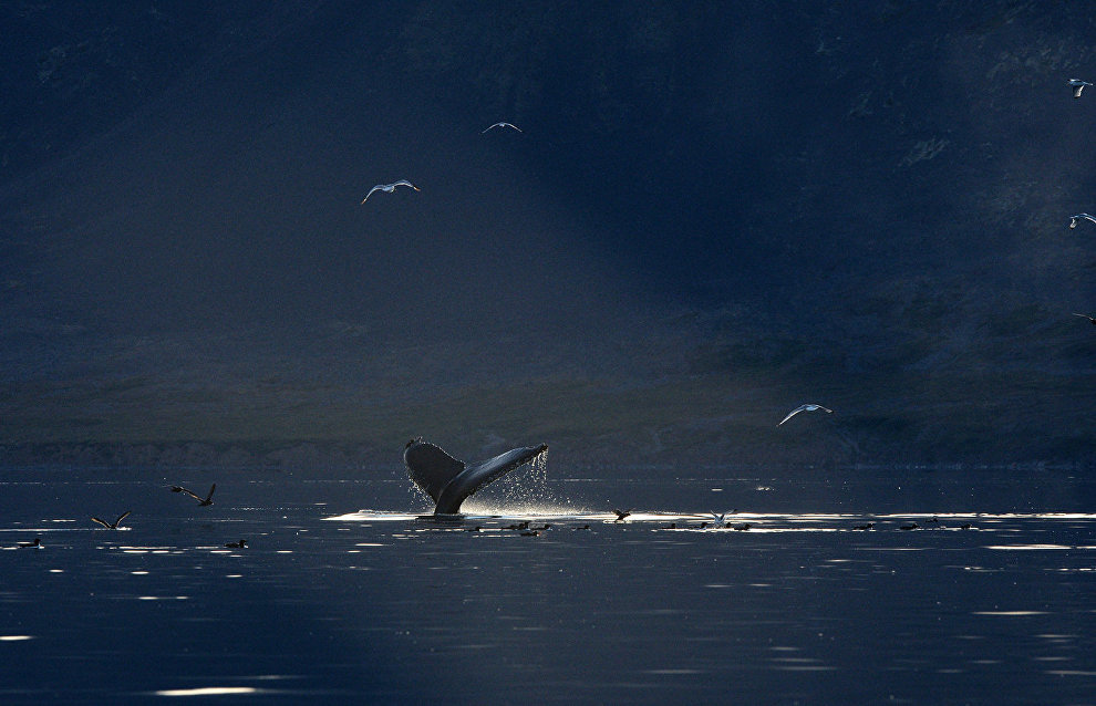 В проливе Синявина обнаружили редчайшего японского кита