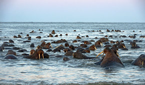 Autonomous walrus observation point established on the Greater Oransky Islands