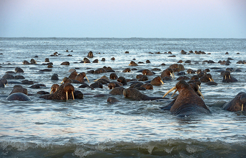 На Больших Оранских островах установили автономный пункт наблюдения за моржами