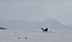 IFAW: Гибель серых китов в Охотском море прекратилась, численность достигла 250