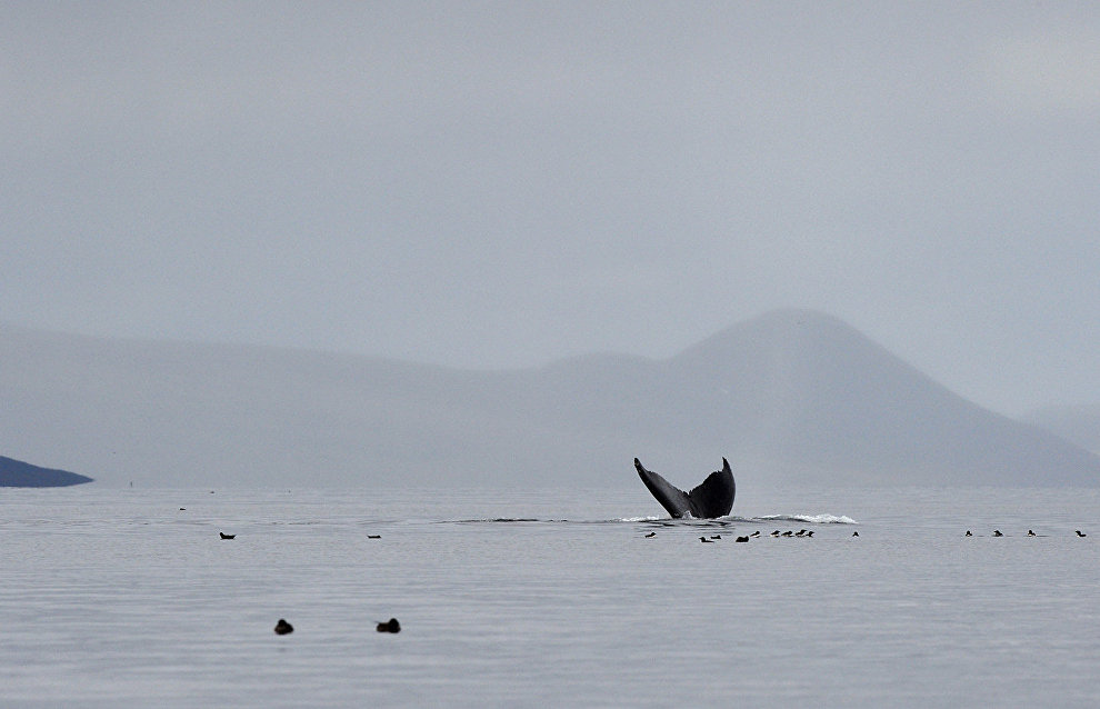 IFAW: Гибель серых китов в Охотском море прекратилась, численность достигла 250