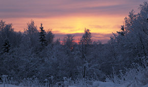 Лес рядом с метеорологической станцией в Архангельске