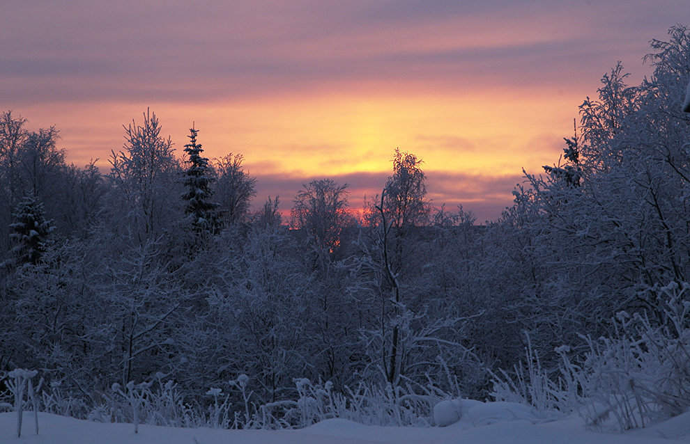 Лес рядом с метеорологической станцией в Архангельске Лес рядом с метеорологической станцией в Архангельске