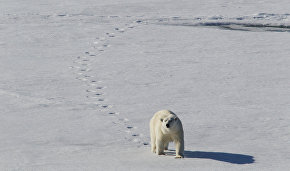 Blizzard causes scientists to reschedule flight to Novaya Zemlya to solve polar bear invasion
