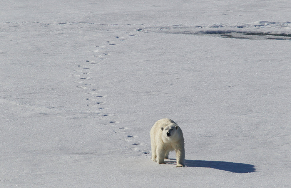Blizzard causes scientists to reschedule flight to Novaya Zemlya to solve polar bear invasion