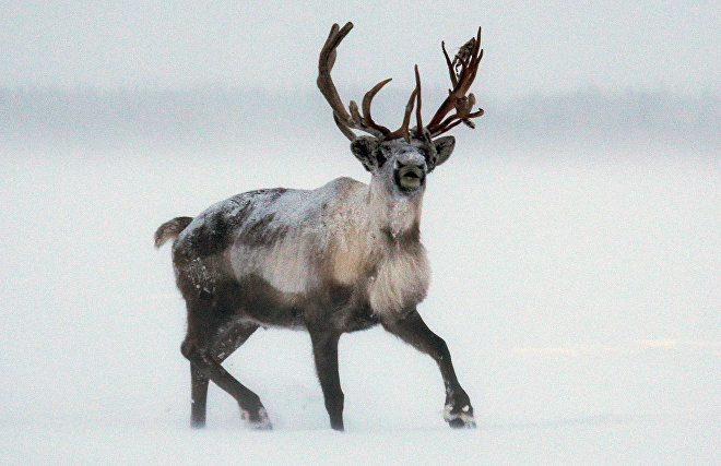 Norway killed 40 reindeer to avoid paying 420 million rubles to Russia

