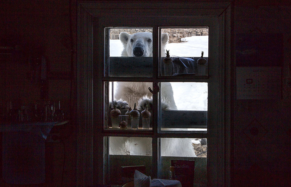 Polar bears start to leave Novaya Zemlya village