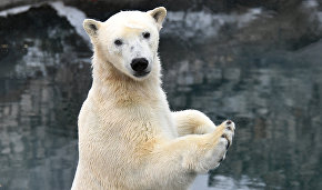 WWF: Нашествие белых медведей на Новой Земле может повториться