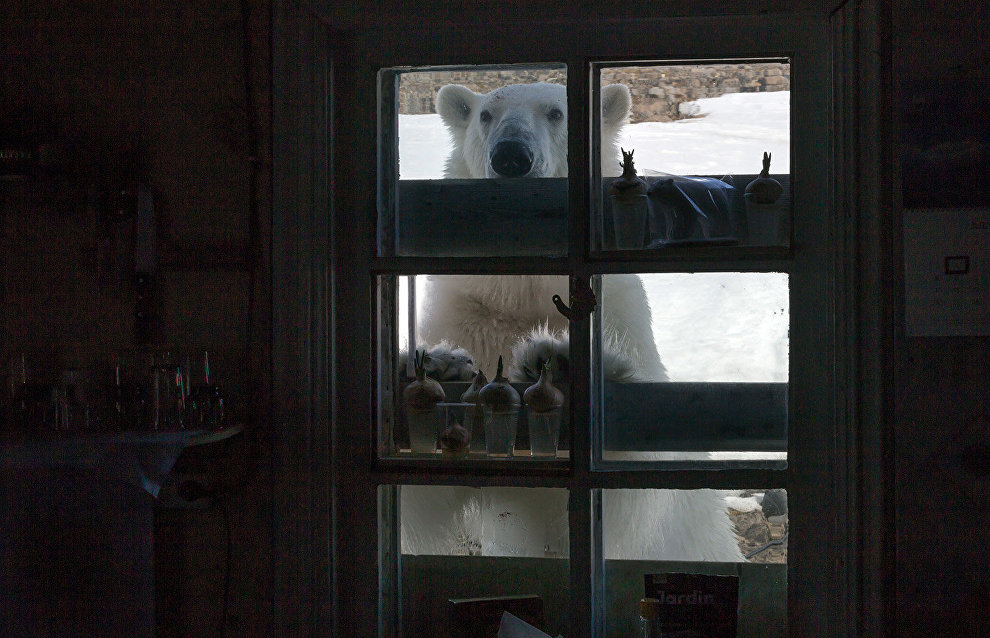 WWF: Bear Patrol to save Novaya Zemlya residents from marauding predators