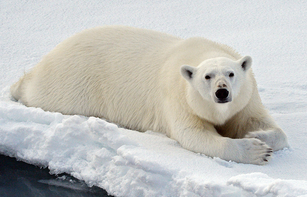 Первый арктический зоопарк и музей Арктики планируется открыть на Ямале