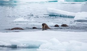 We cannot forecast climate change without data from the Arctic, scientists say