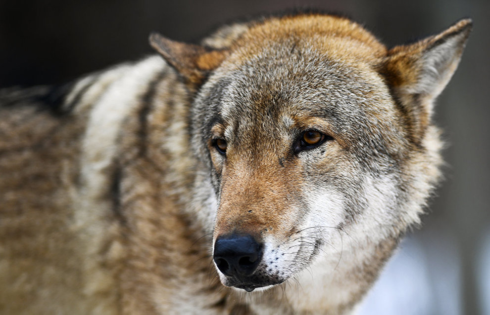 Учёные исследуют найденную в мерзлоте голову волка возрастом более 40 тысяч лет