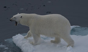 Белые медведи и моржи вернулись на льды тихоокеанской Арктики впервые за 20 лет