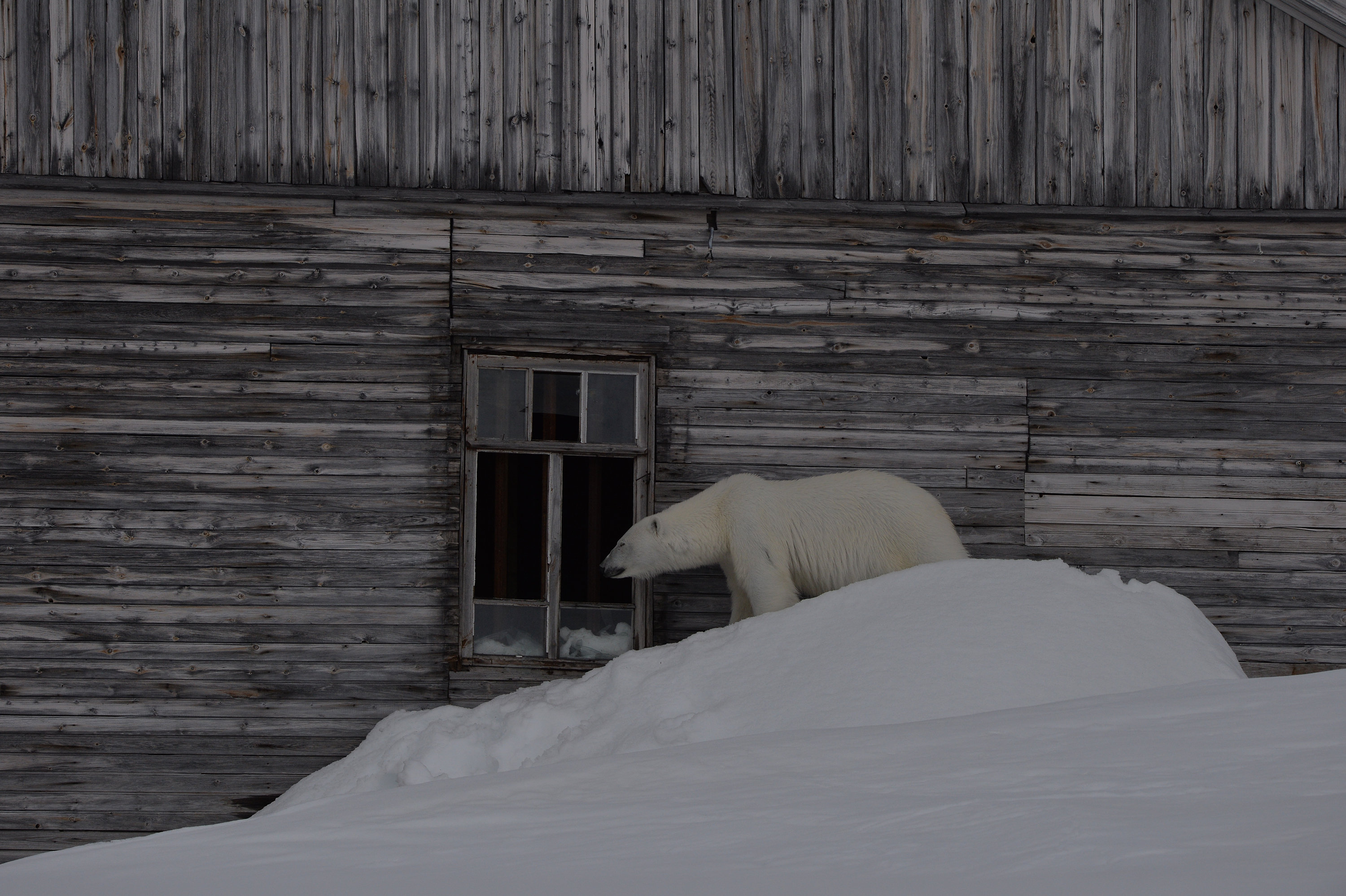 Белый медведь заглядывает в окно одного из зданий на полярной станции, остров Гукера, Земля Франца-Иосифа, национальный парк «Русская Арктика»