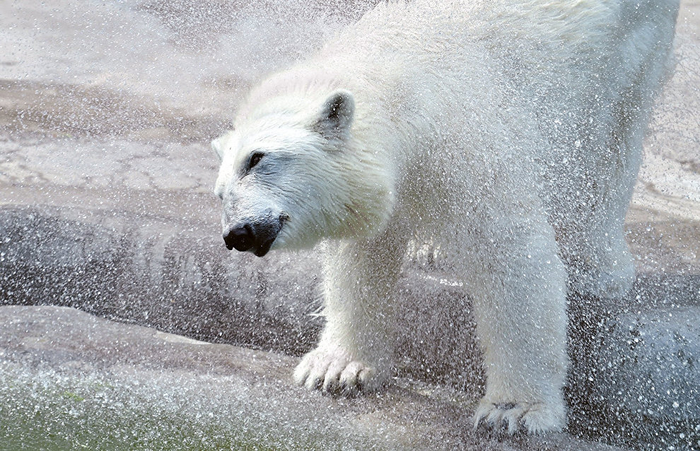 Для белых медведей в зоопарках изготовили огромные игрушки