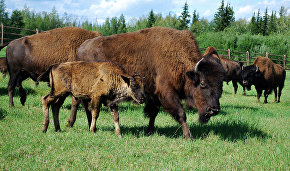 Plains bison from Denmark: A Yamal  park boasts new inhabitants

