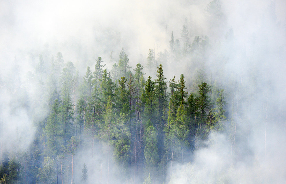 Haze over Arctic forests disrupts photosynthesis