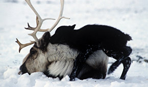WWF: Wild reindeer in Taimyr endangered