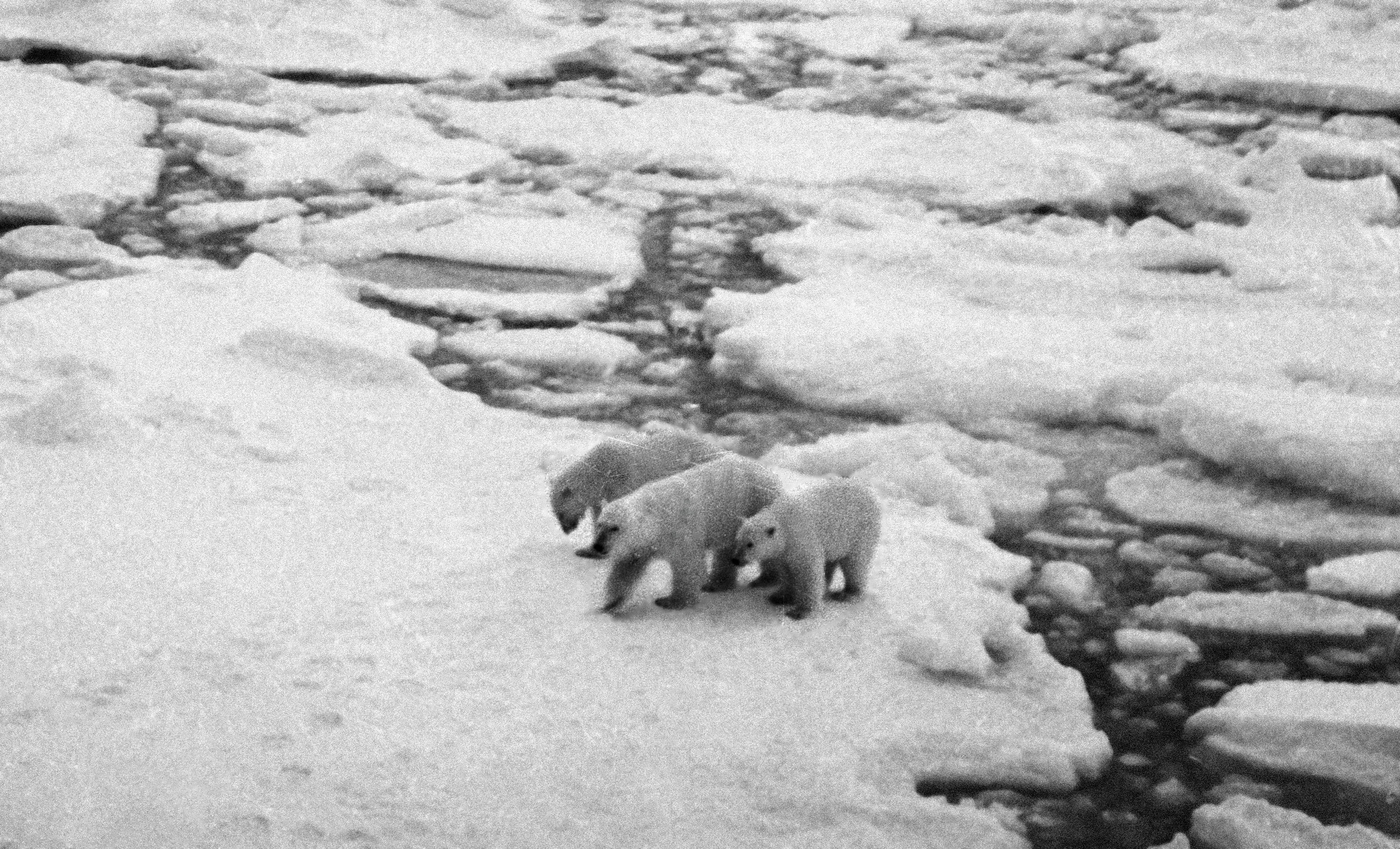 Female polar bear with two cubs walks along ice floe