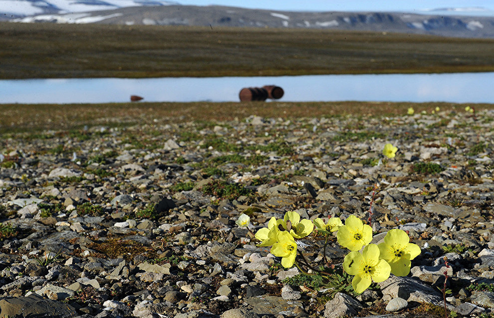 Открытые в Арктике острова могут рассказать о зарождении жизни на Земле