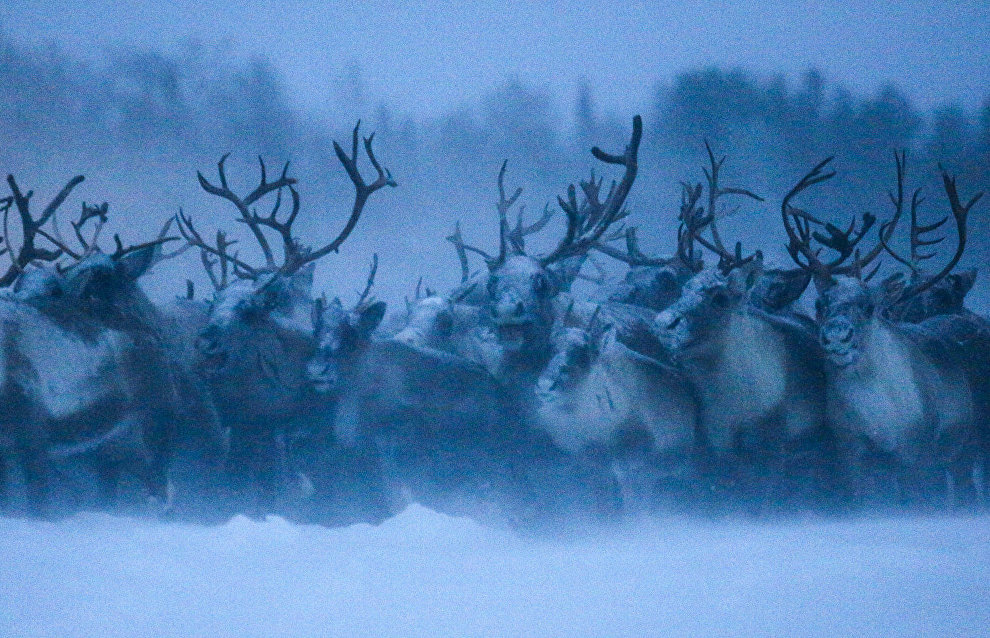 Yamal agricultural enterprises receive subsidies to develop reindeer herding