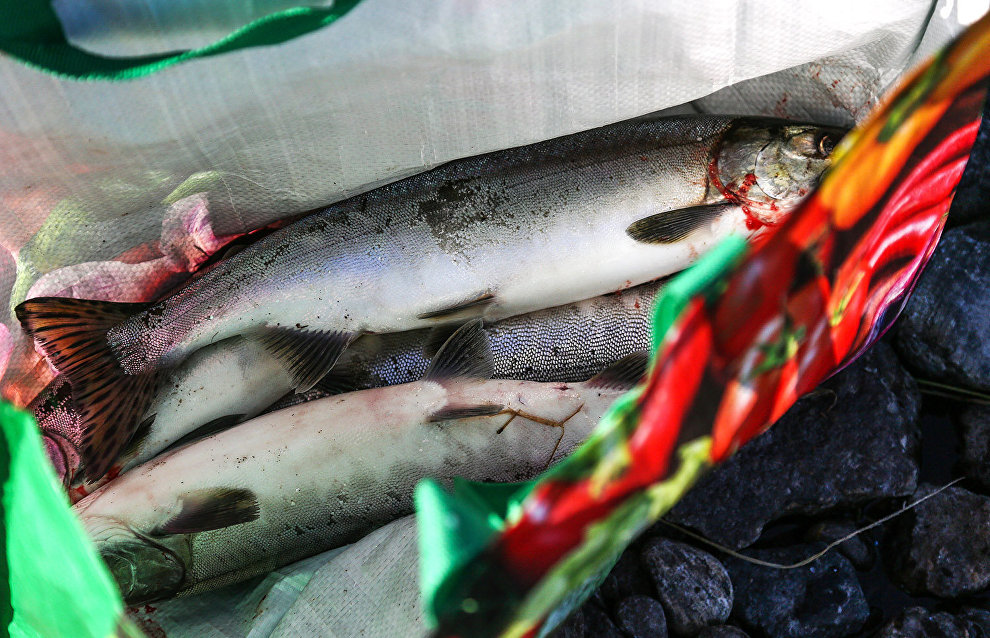КМНС просит власти разъяснить правила традиционного рыболовства на Таймыре