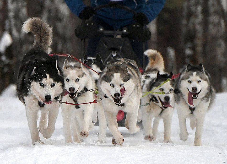 Собаки породы сибирский хаски на соревнованиях «Гонка снеговиков»