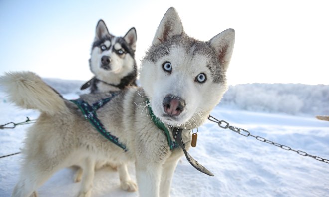 are sled dogs part wolf