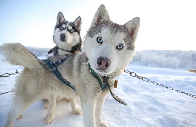 The first sled dogs appear in the Arctic 9,500 years ago