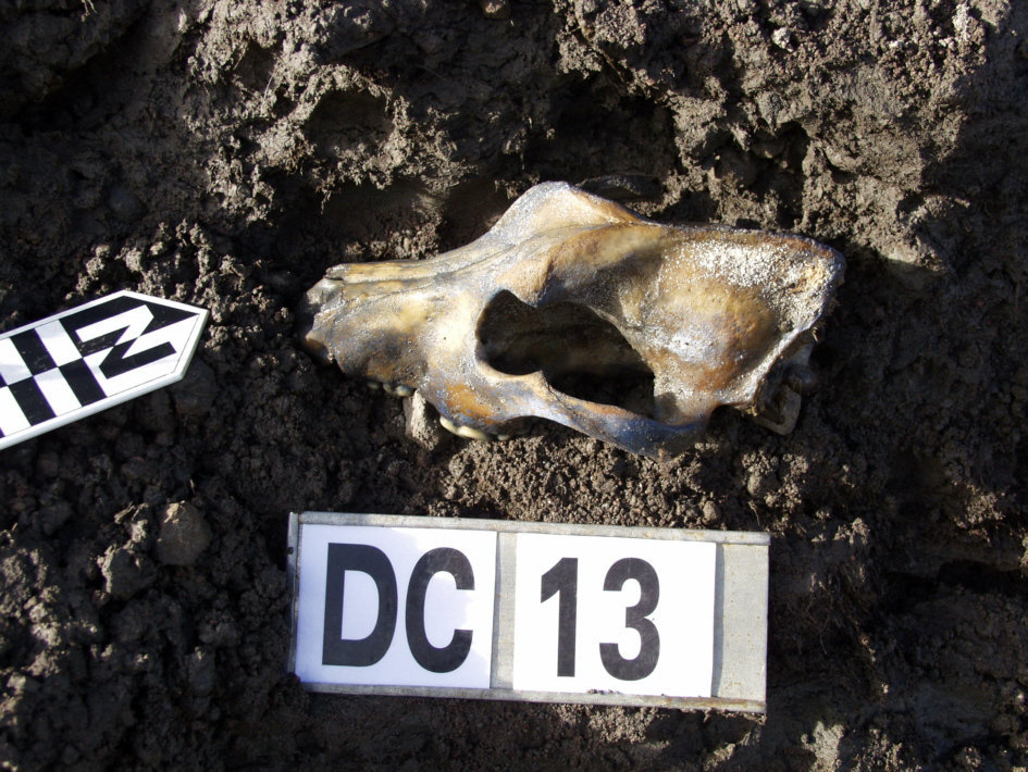 The skull of a dog. Zhokhov Camp