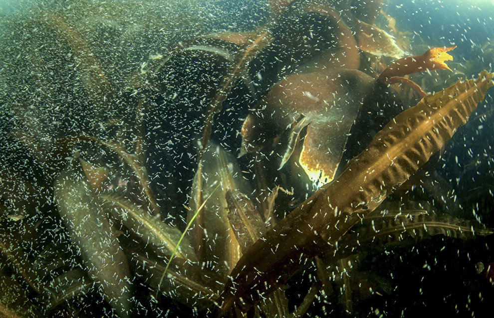 Планктон и ламинария в водах бухты Новокурильская острова Уруп (остров южной группы Большой гряды Курильских островов)