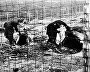 Солдаты осматривают норы-землянки, в которых гитлеровцы содержали узников концлагеря близ города Тромсё в Норвегии на побережье Северного Ледовитого океана