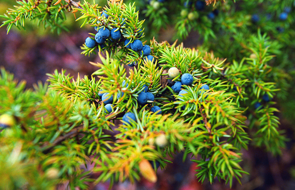 New medicinal substances have been obtained from Arctic juniper