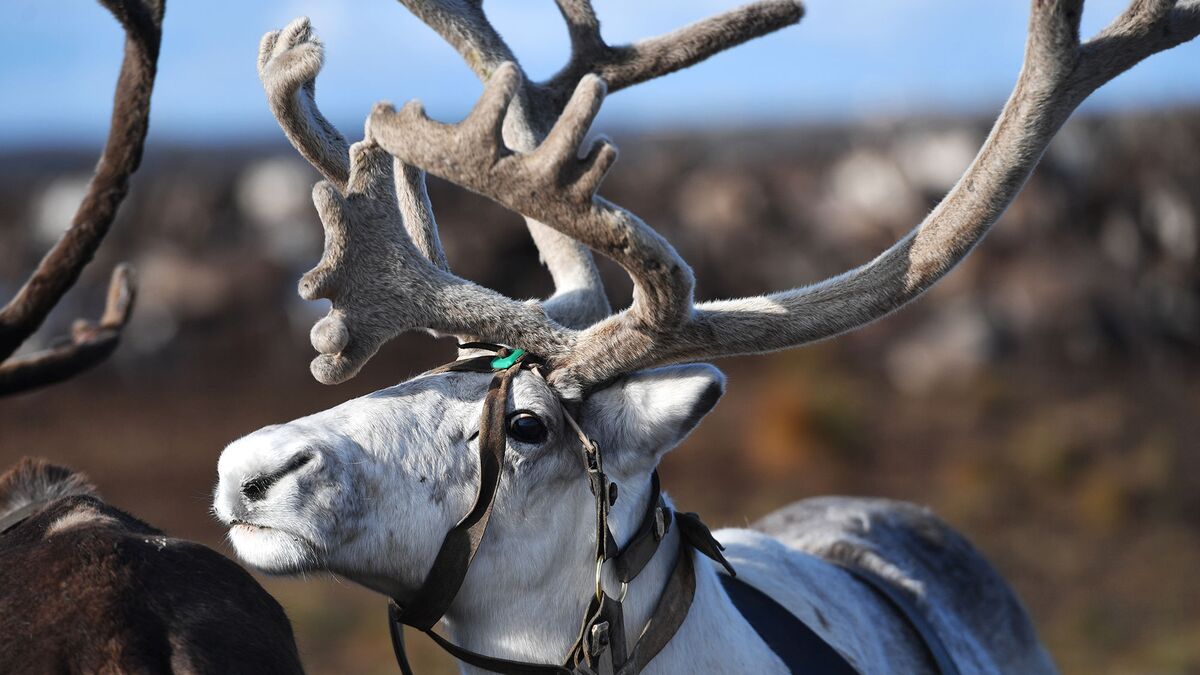 Северный олень